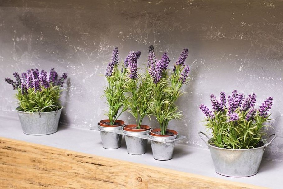 Лаванда узколистная в горшке