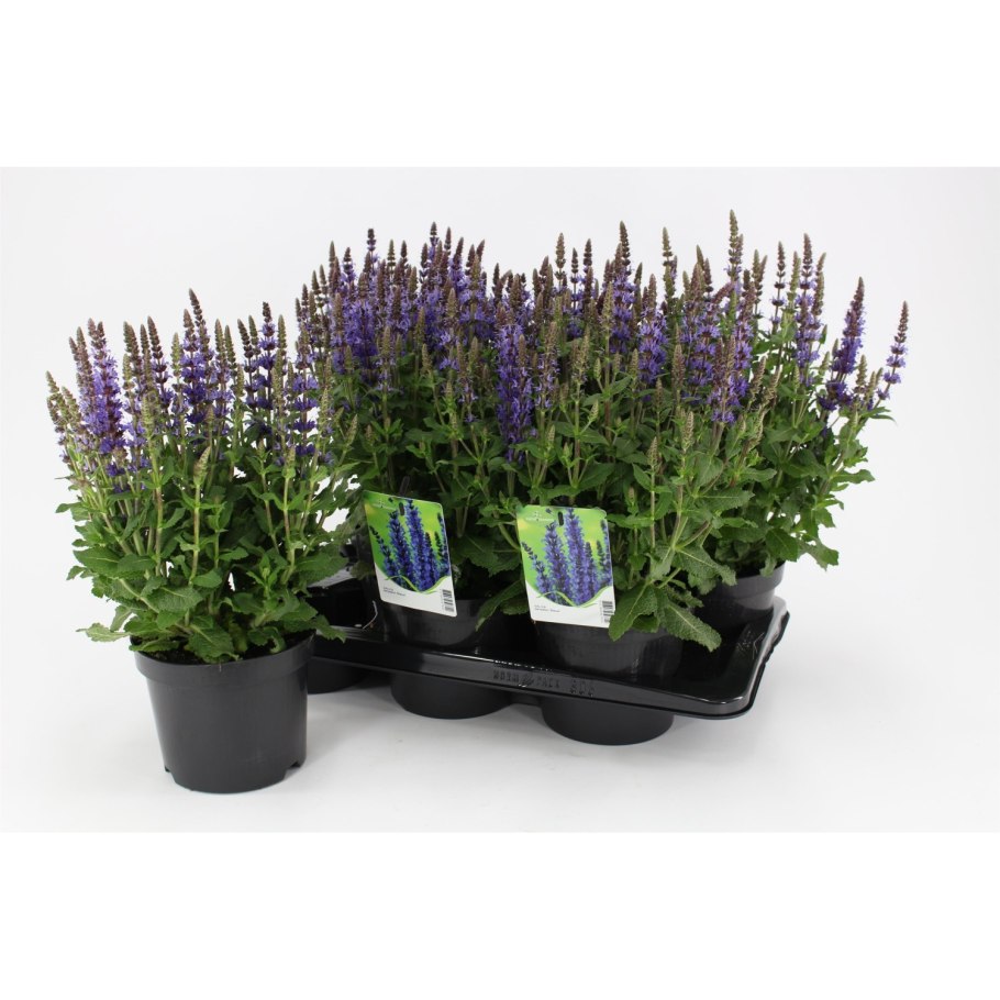 Шалфей сенсейшен дип Блю