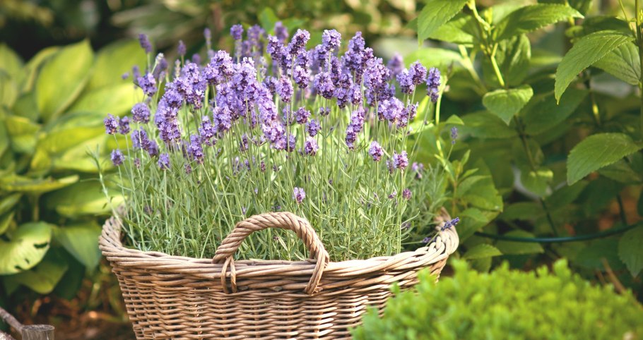 Лаванда узколистная Blue Scent