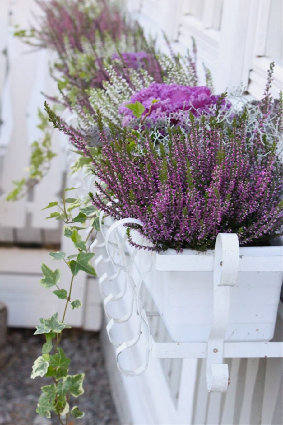 Шалфей комнатный