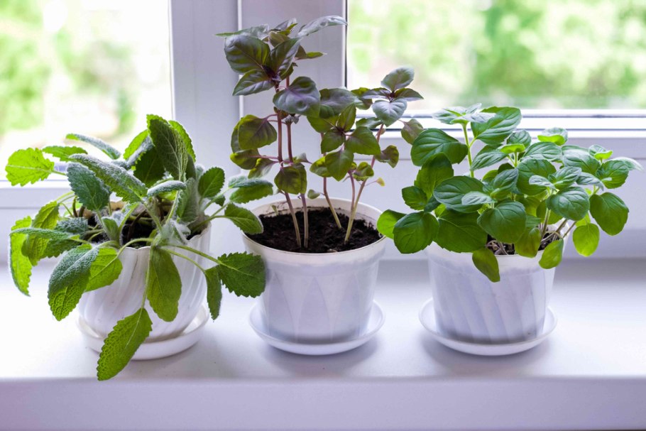 Лаванда в кашпо на балконе