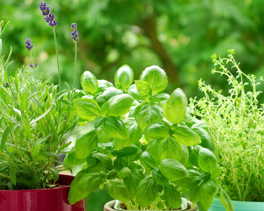 Мята , тимьян , Мелисса горшке