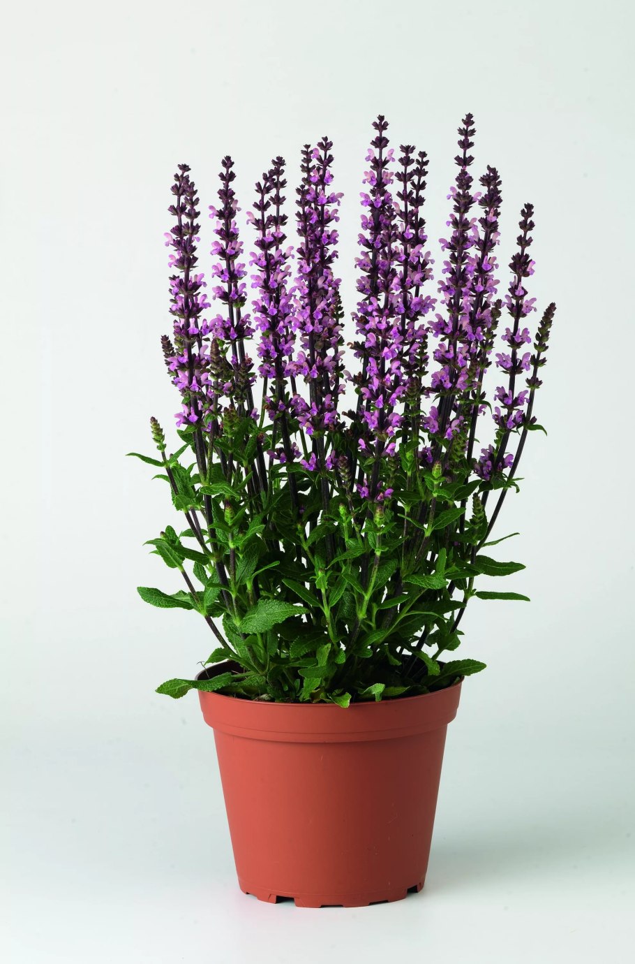 Шалфей Merleau Rose