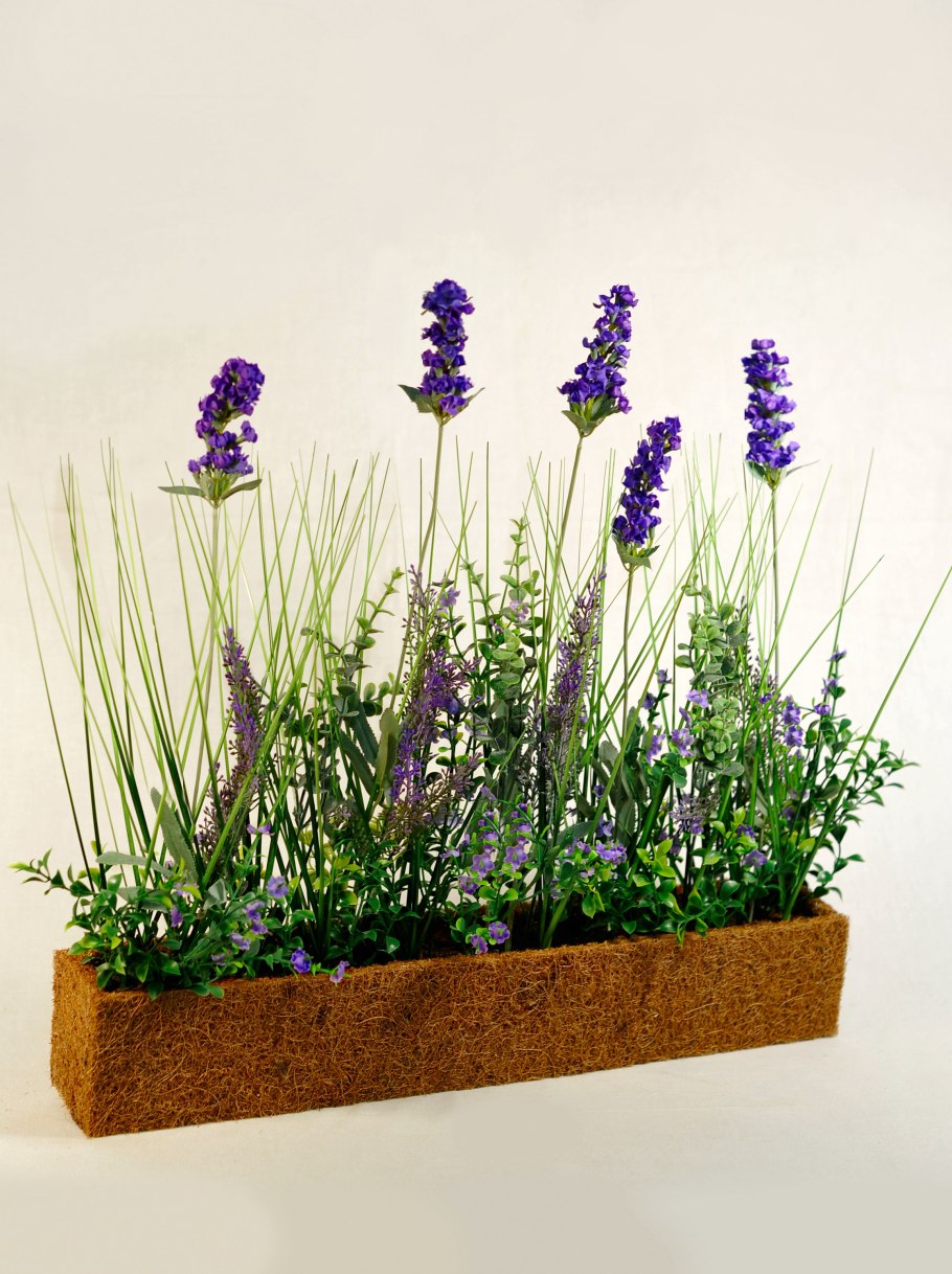 Шалфей Дубравный Роуз Квин