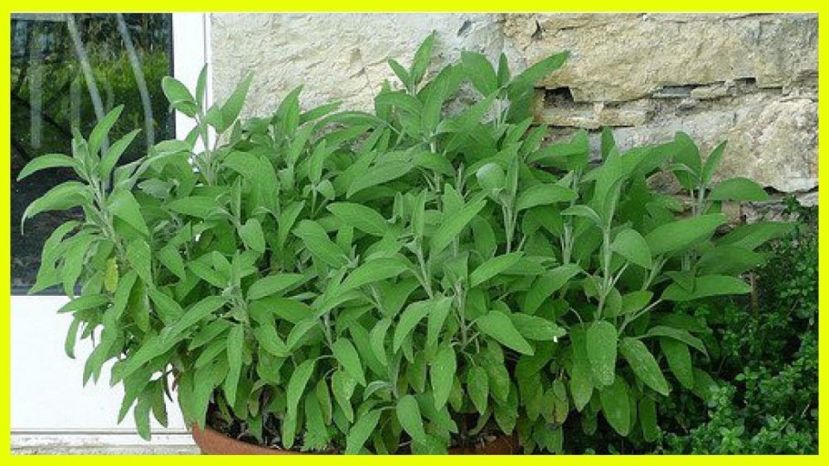 Шалфей лекарственный всходы