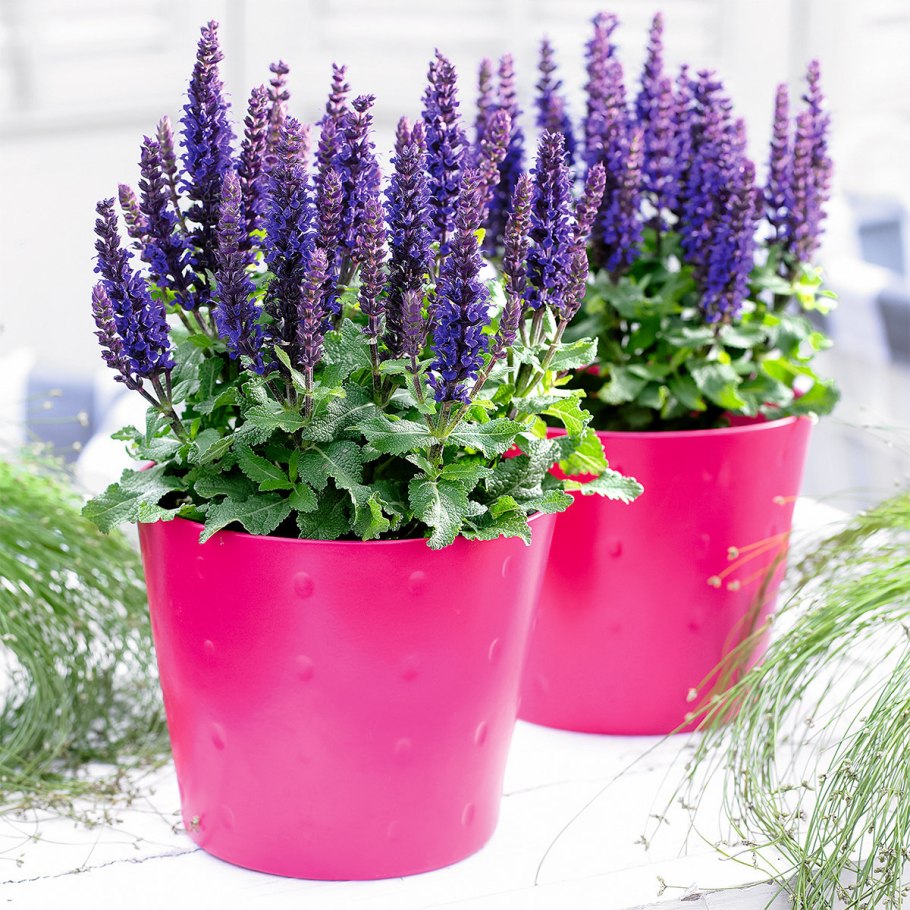 Шалфей Дубравный рассада