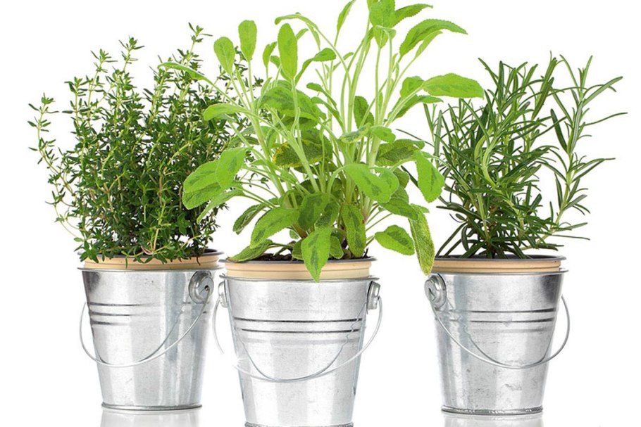 Базилик на окне в горшке