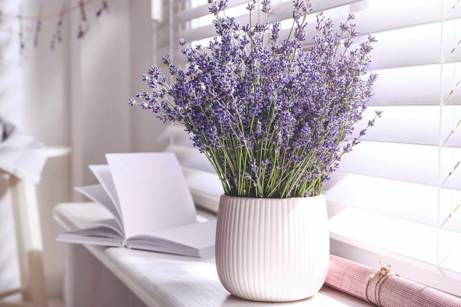 Лаванда шалфей Вереск