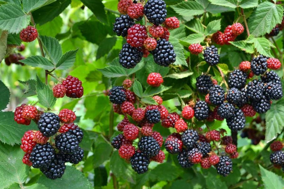 Ежевика Честер Торнлесс