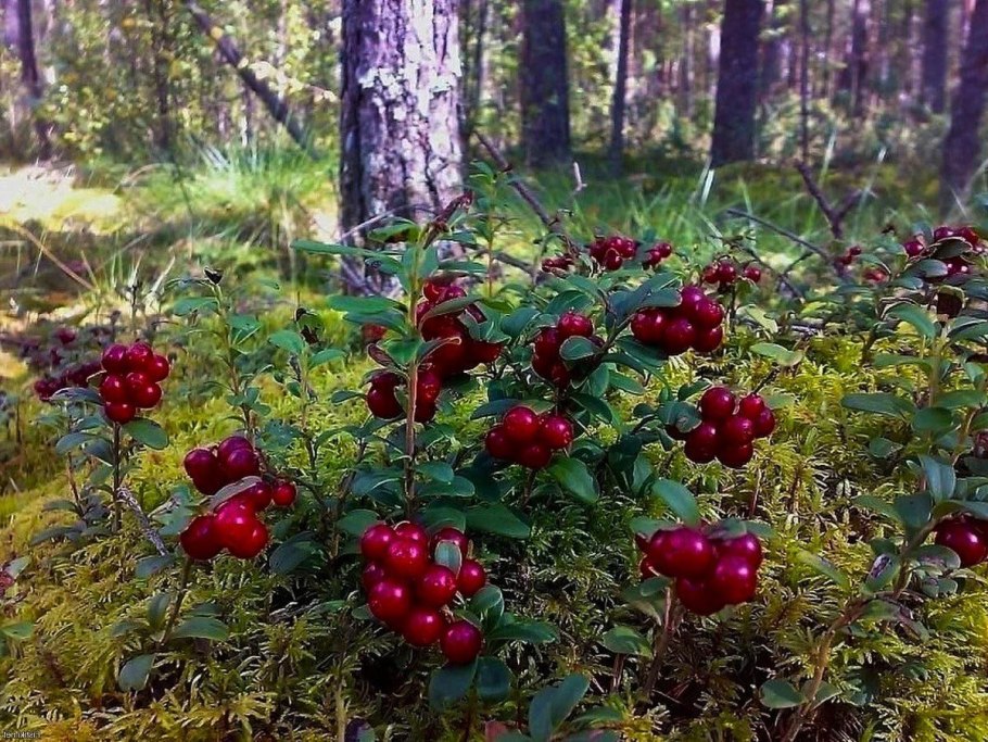 Ягоды тайги брусника