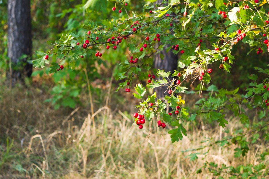 Кустарник шиповник малина