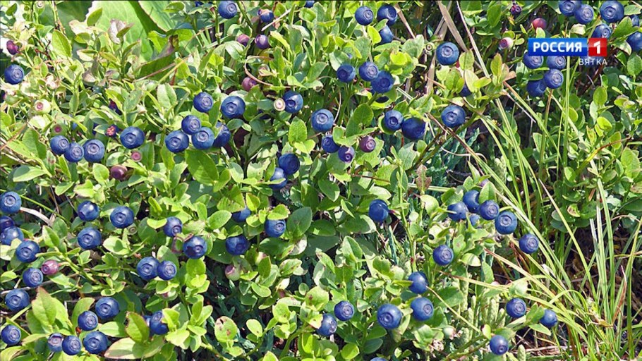 Черника Лесная