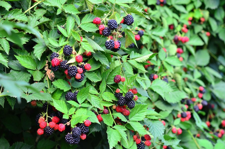 Ежевика Садовая куст