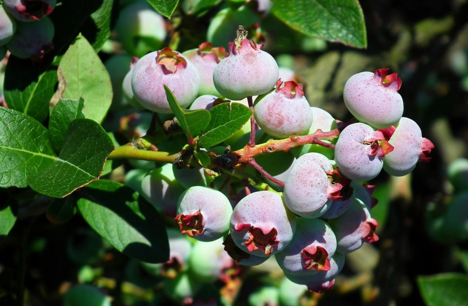 Ежевика и жимолость