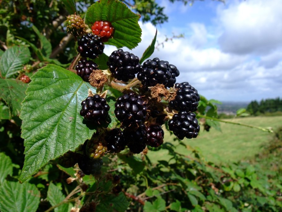 Лесная ягода куманика