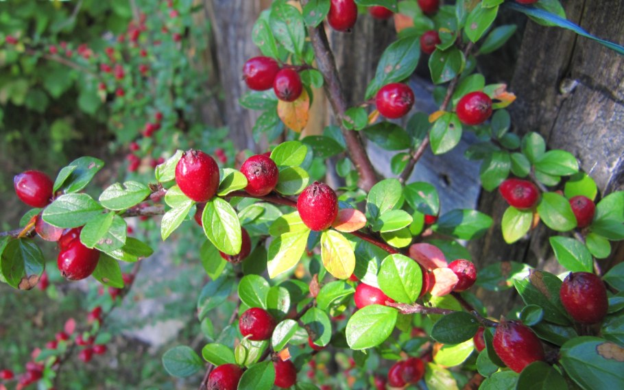 Беккер ягодные кустарники