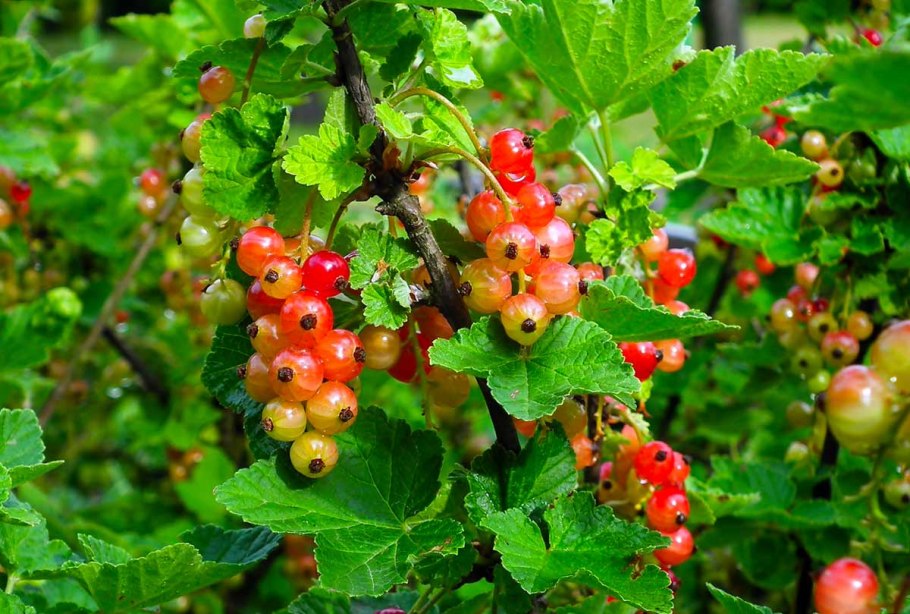 Смородина кустарник