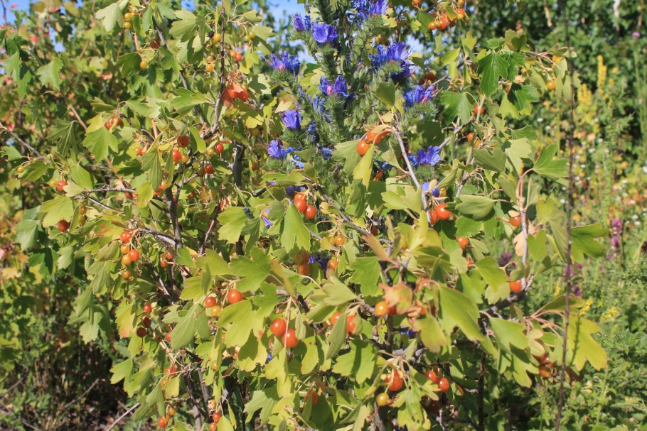 Репис Дикая смородина