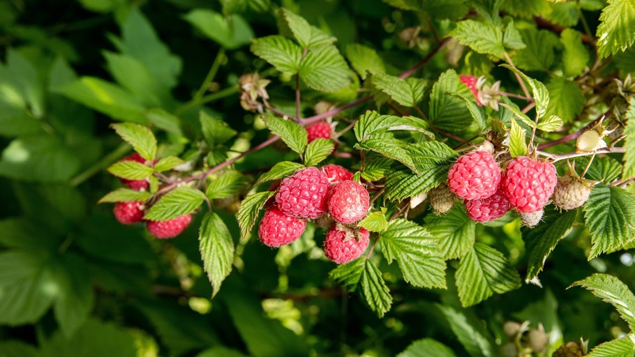 Саженцы малины Геракл