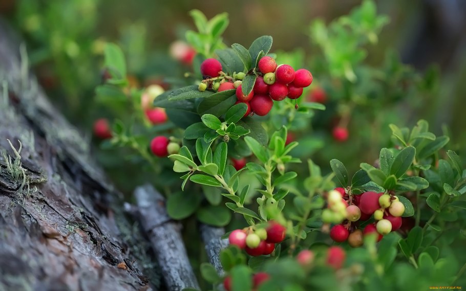 Брусника ягода