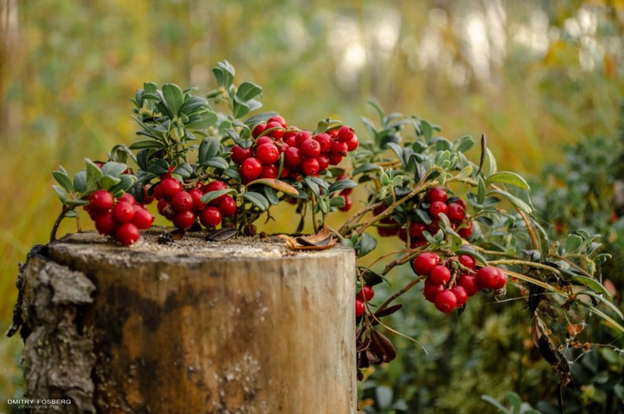 Брусника в Мурманской области
