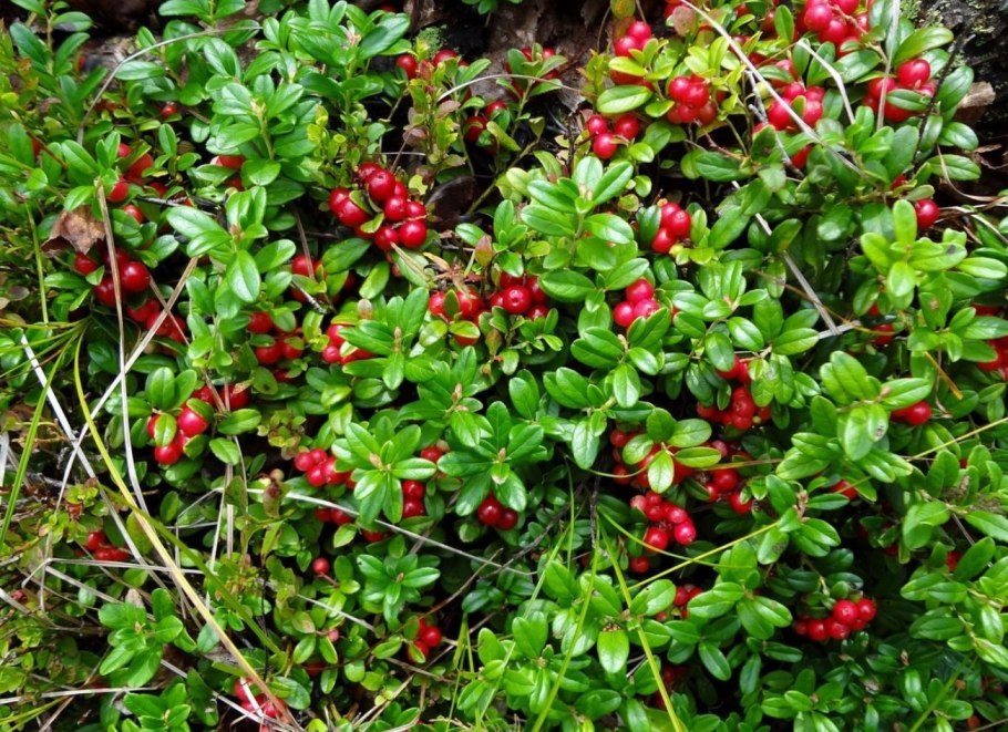 Лесные ягоды брусника