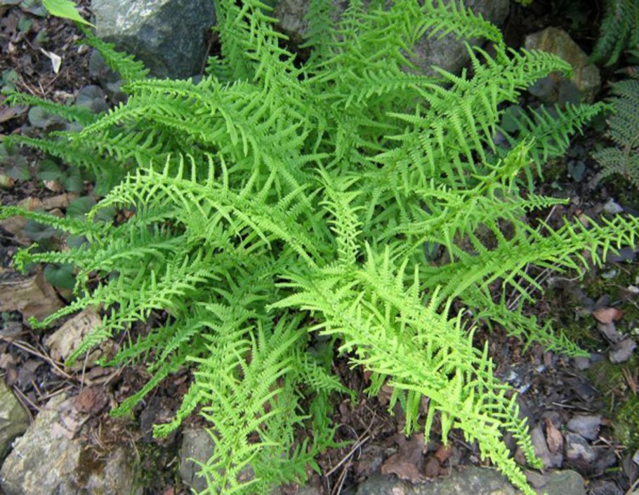 Папоротник Athyrium filix-Femina