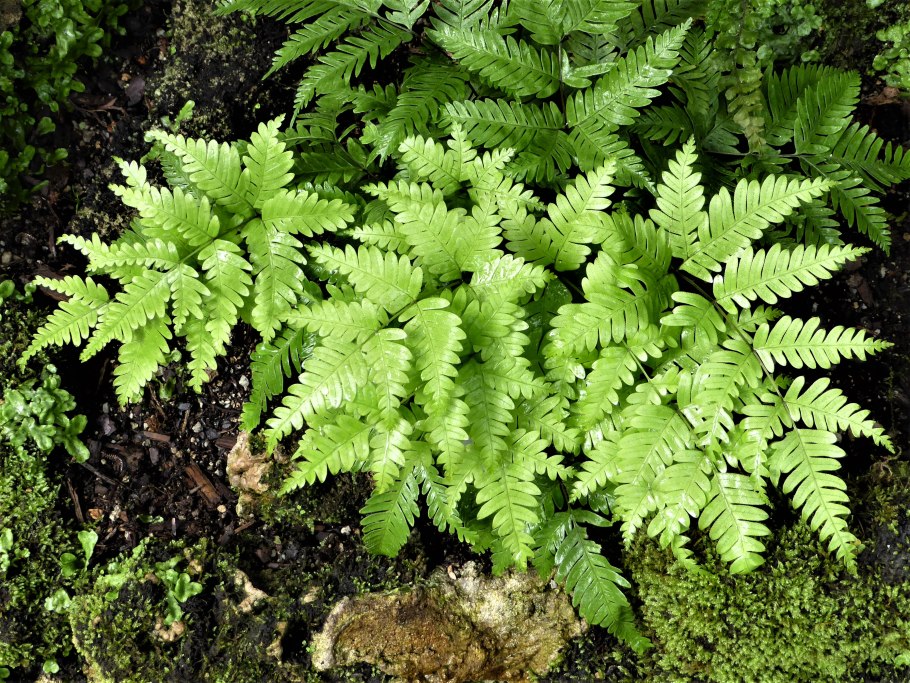 Папоротник thyrsopteris