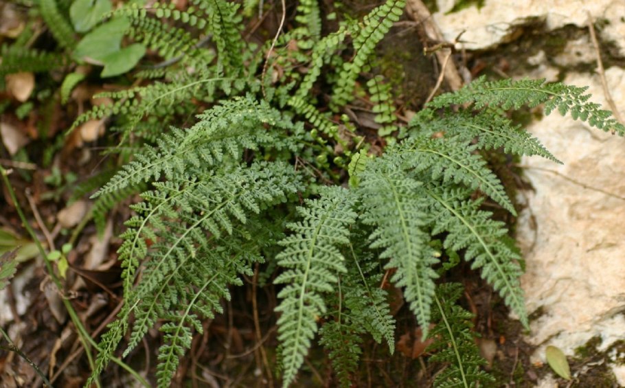 Dryopteris marginalis