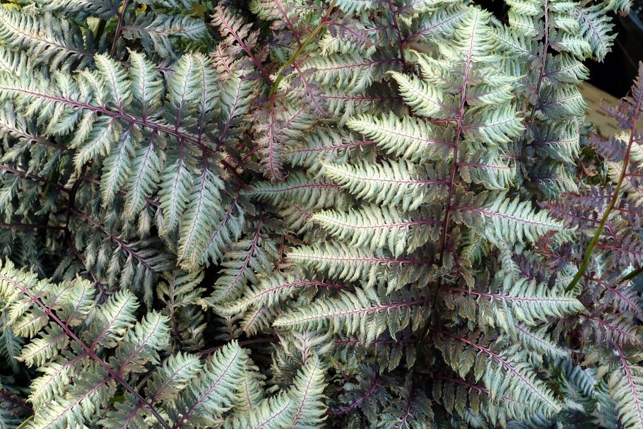 Папоротник в горшке в саду