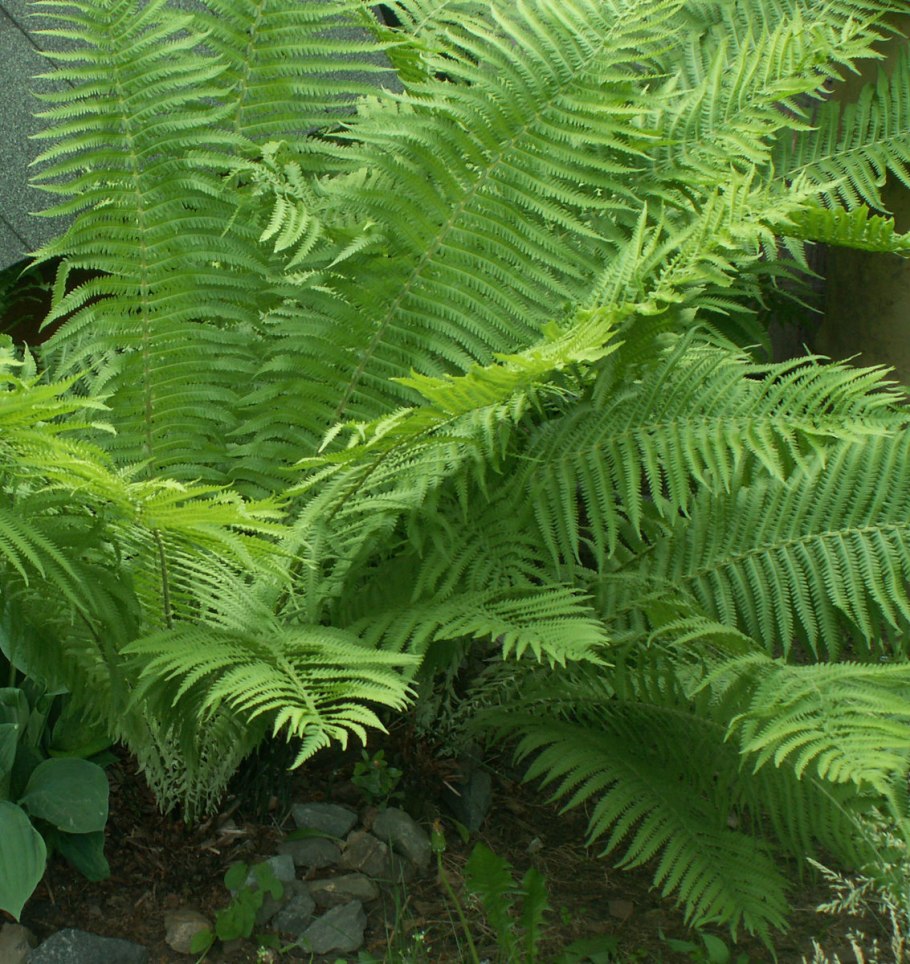 Многорядник Макино