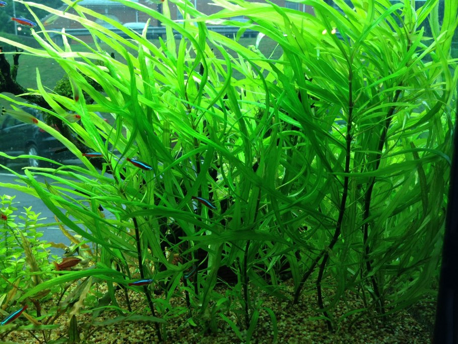 Элодея роголистник