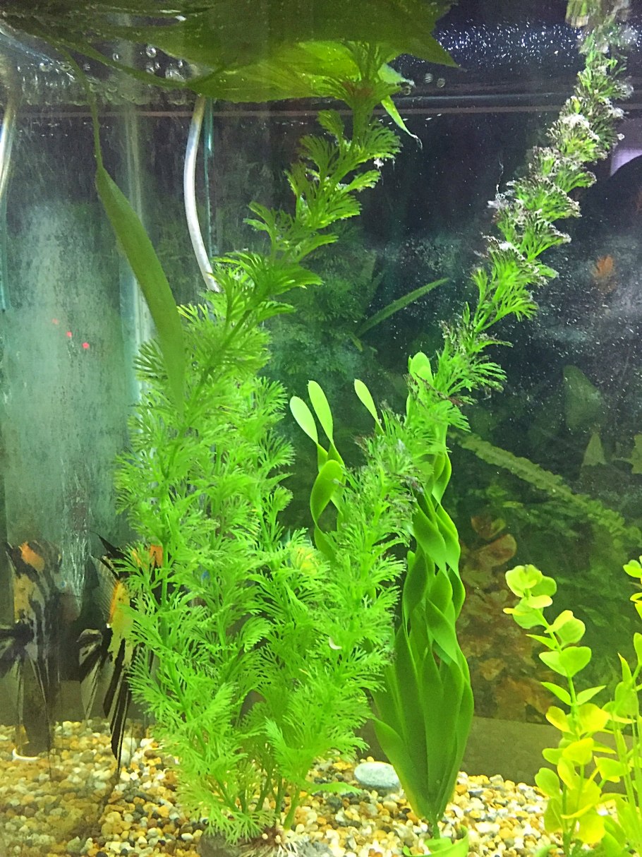 Кладофора шаровидная