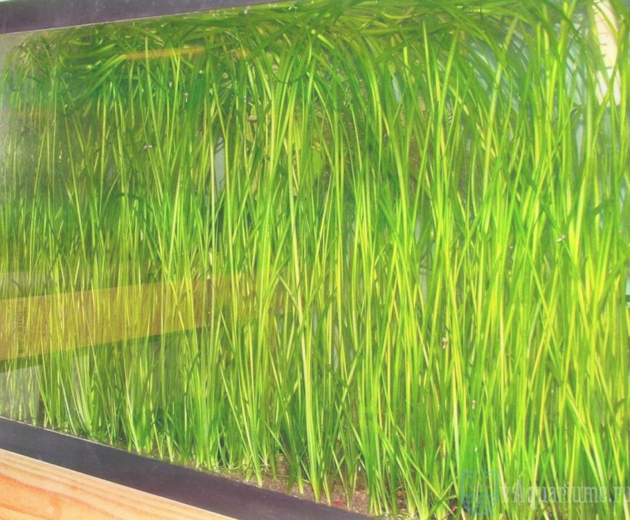 Fish Pangasius in Freshwater Aquarium