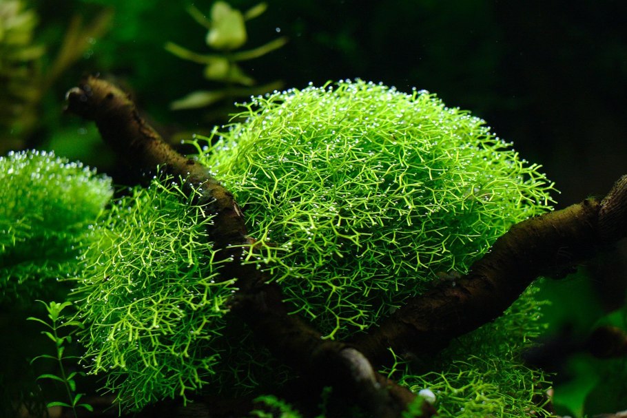 Анубиас Нана аквариумное растение