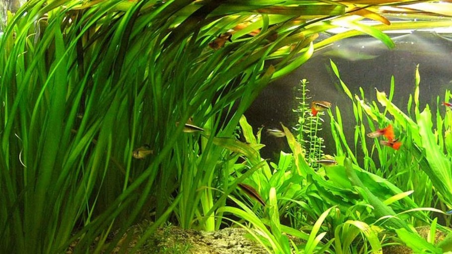 Апоногетон волнистый