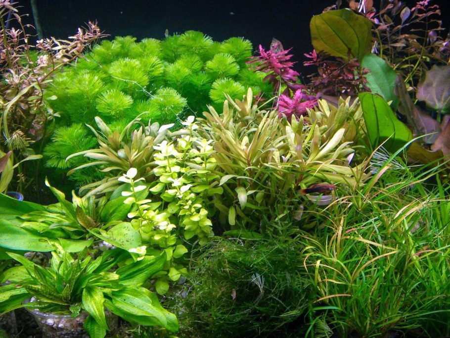 Яванский мох Аквадизайн