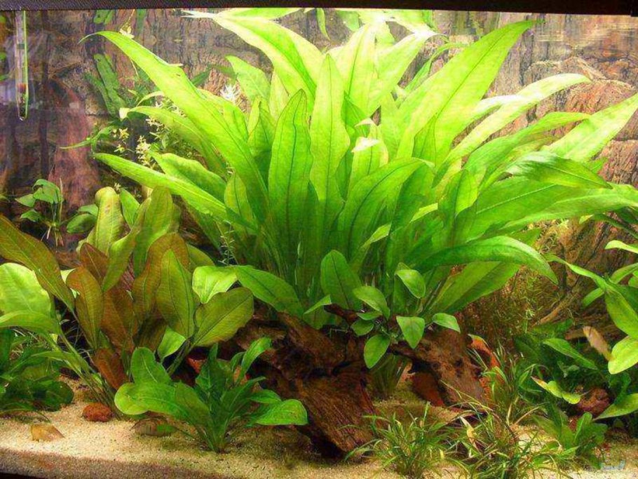 Кабомба Каролинская аквариумное