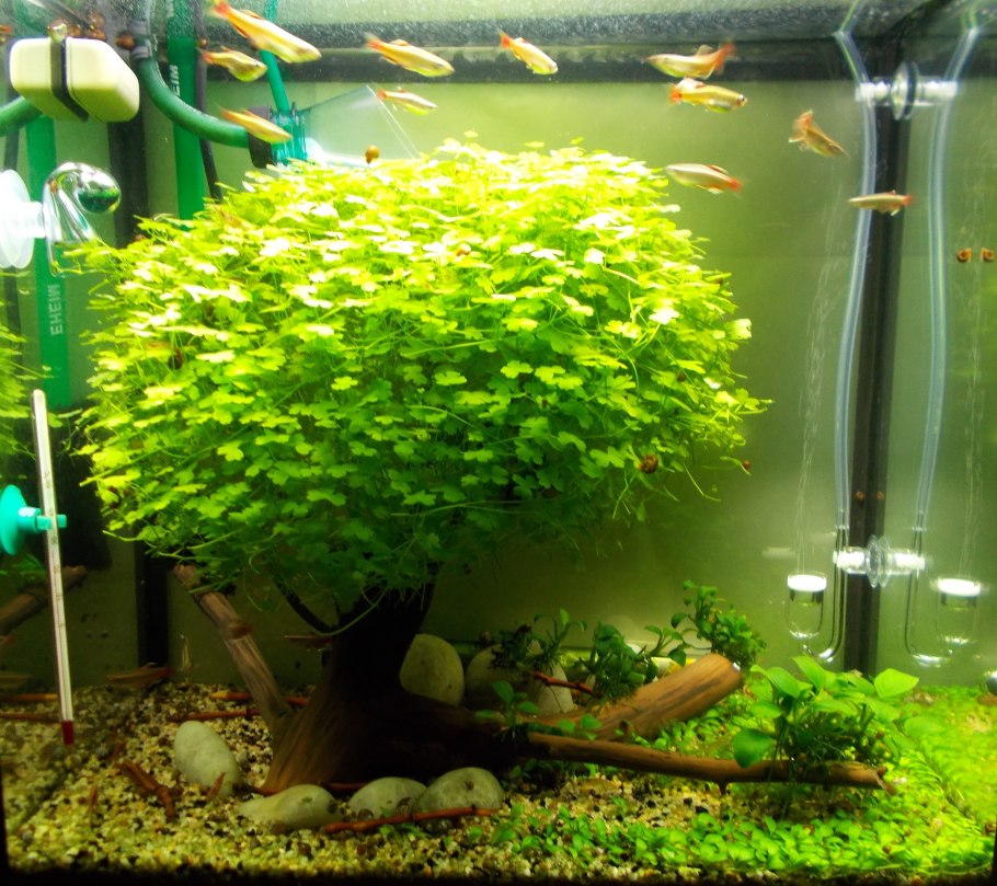 Элодея густолиственная