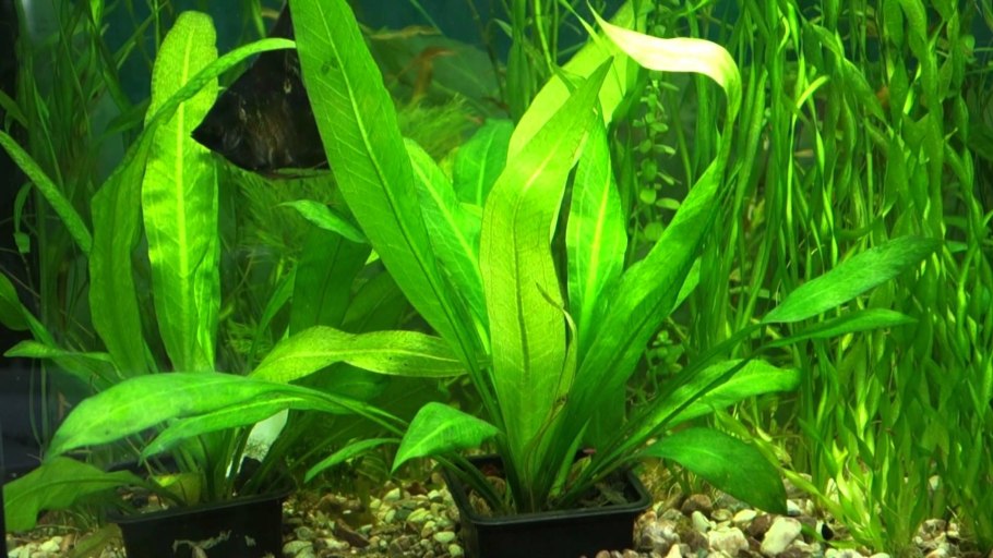 Сагиттария субулата Sagittaria subulata