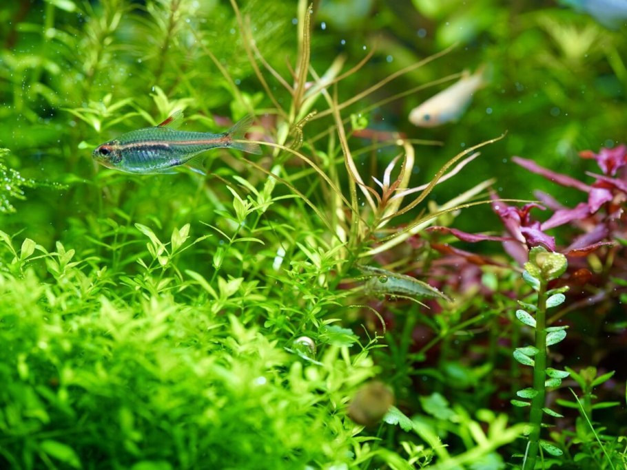 Лимнофила ругоза