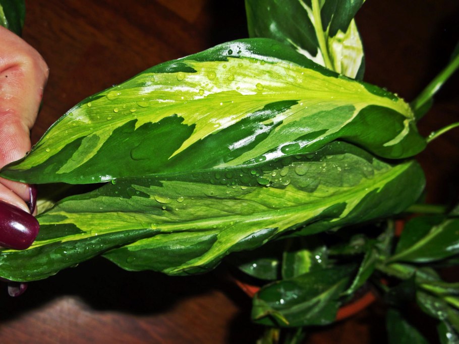 Спатифиллум Дели