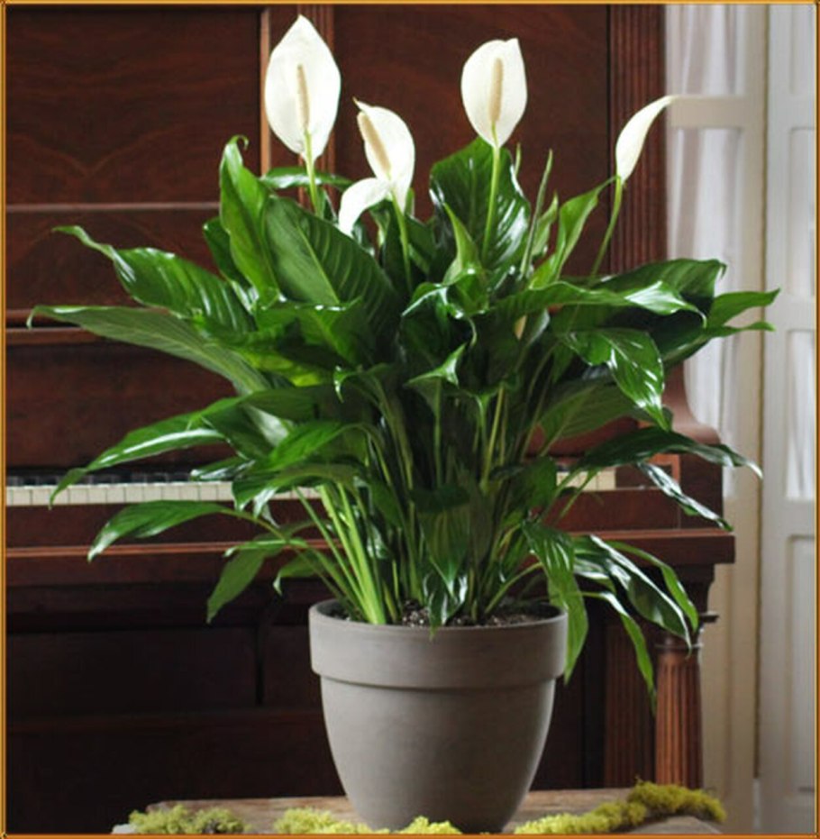 Спатифиллум эухарис