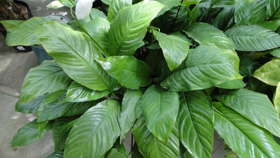 Спатифиллум дели индонезия