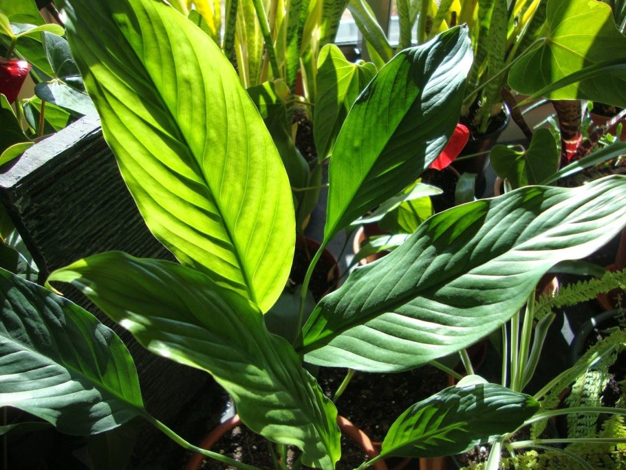 Спатифиллум Гаити