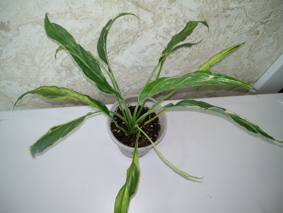 Спатифиллум Себастьяно