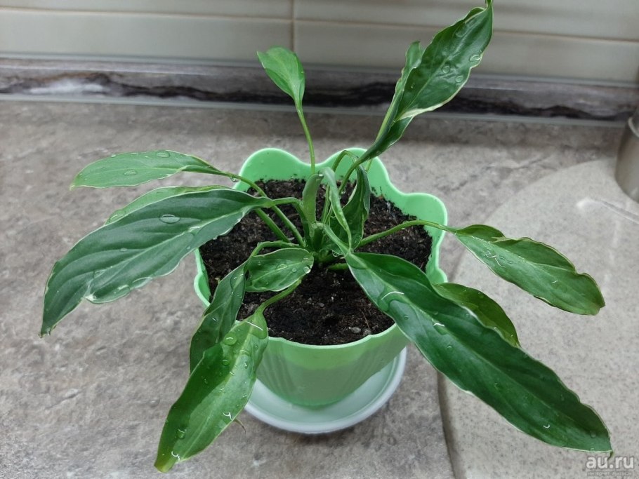 Спатифиллум Индонезия гибрид