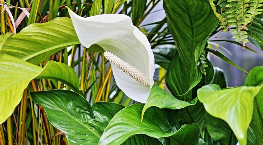 Спатифиллум Мун шадоу тайский