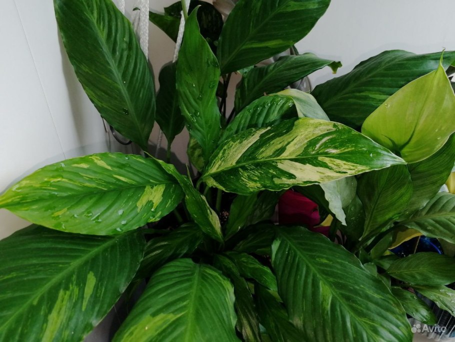Спатифиллум эухарис