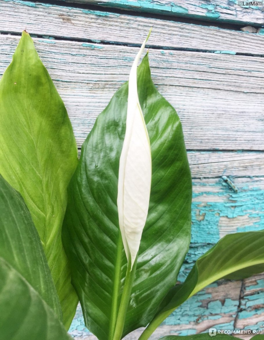 Спатифиллум Канифолиум